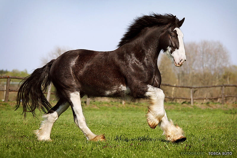 Shire horse, i love horses, lovely, horse, horses, HD wallpaper