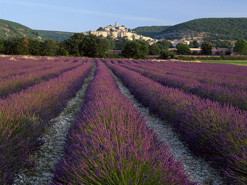 Lavender at Banon Provence France, fields, landscape, HD wallpaper