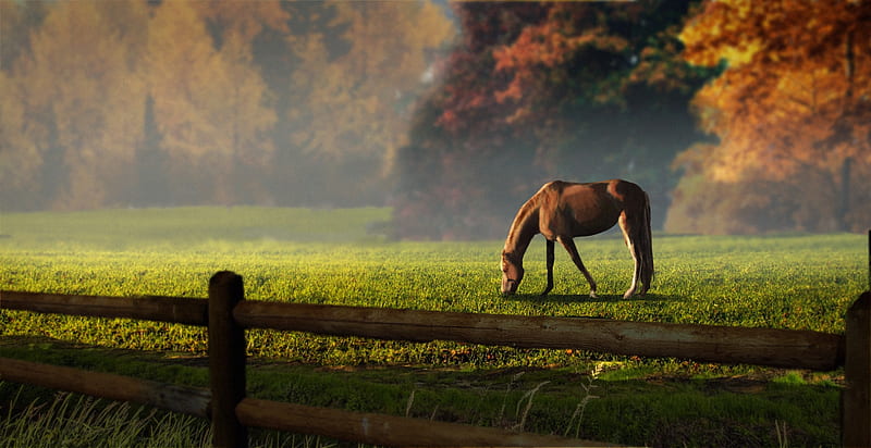 Autumnal, fence, grass, grazing, pasture, Autumn, horse, trees, HD wallpaper