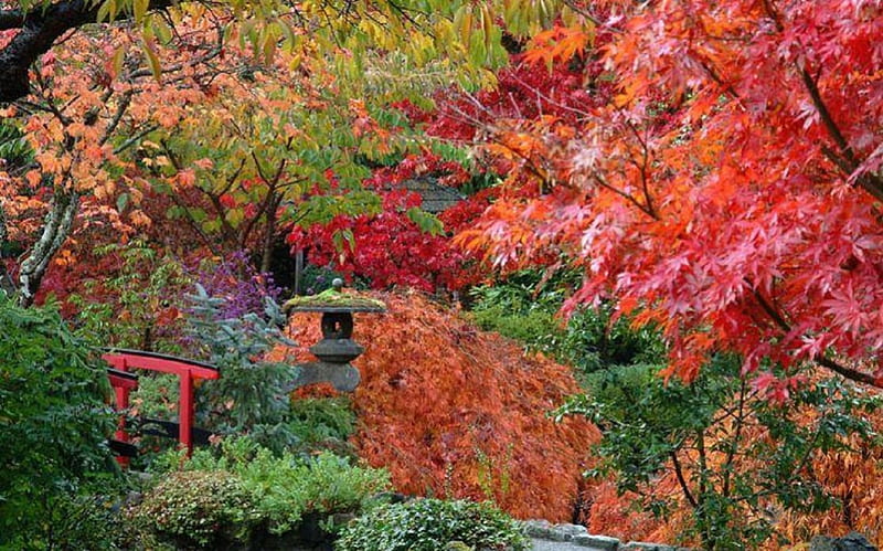 Fall Colors in a Japanese Garden, garden, nature, japanese, fall colors ...