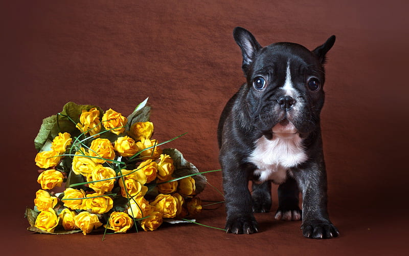 Sweet dog with yellow roses ***, flowers, animals, dogs, dog, animal ...