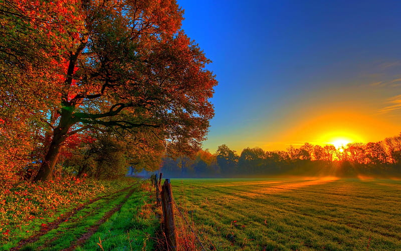 Autumn Sunset, Trees, Field, Sunlight, Meadow, HD wallpaper