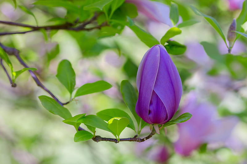 Magnolia, brote, verde, púrpura, flor, primavera, rosa, Fondo de pantalla  HD | Peakpx
