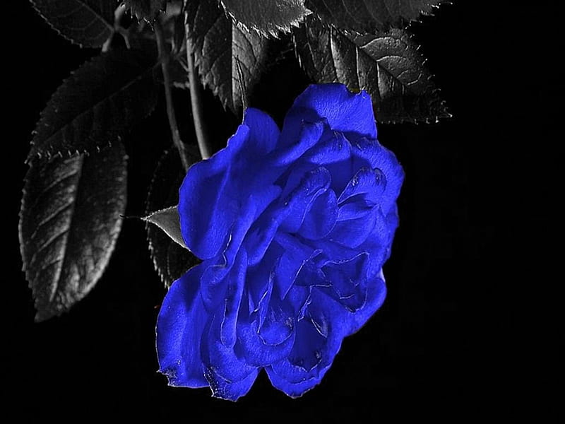 Blue rose, lovely, sadness, rose, black, soft, delicate, leaves, sad, petals, single beauty, blue, HD wallpaper