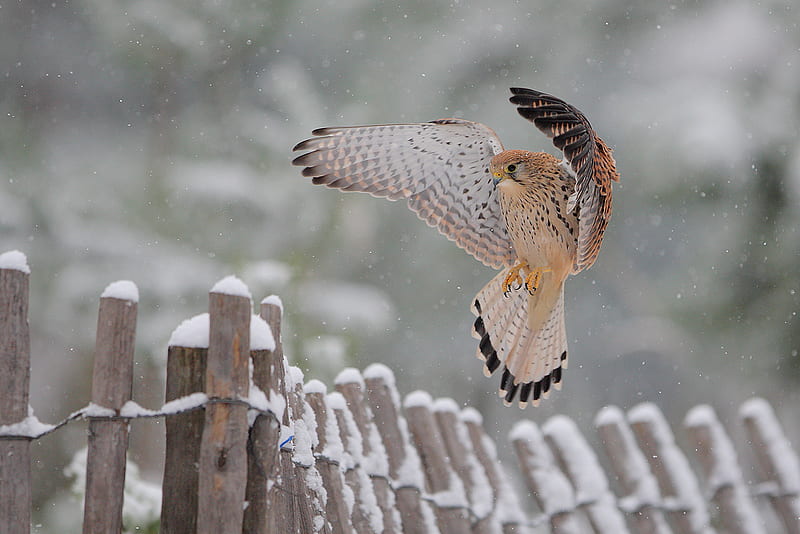 Flying under the snow, graphy, bird, snow, nature, winter, HD wallpaper