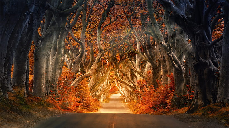 Autumn Aesthetic Ultra, Seasons, Autumn, bonito, Trees, Road, Fall, Aligned, HD wallpaper