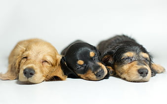 Little dogs, puppies, cute animals, sleeping puppies, dogs, HD wallpaper