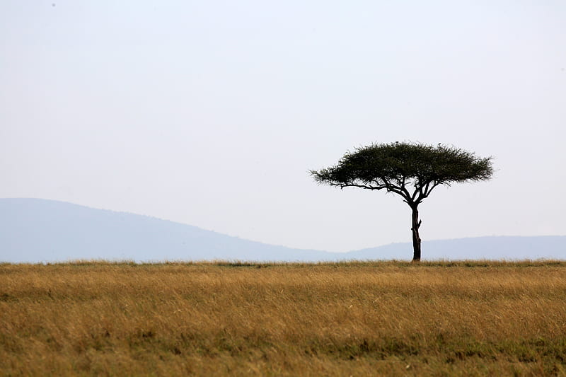 african grassland trees