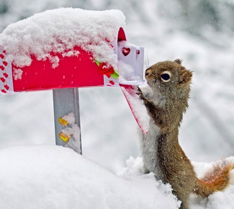 squirrel, animal, frozen, snow, winter, HD wallpaper