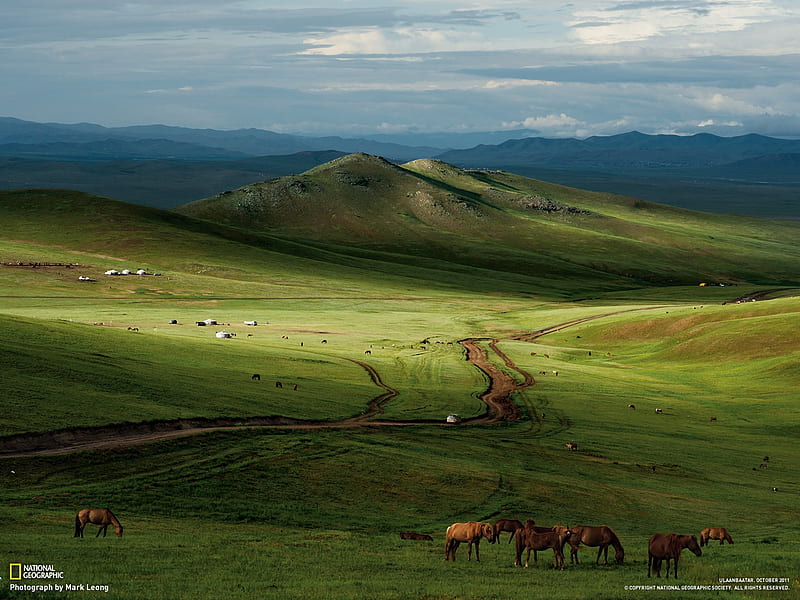 Horses Mongolian Steppe-National Geographic Best s of 2012, HD wallpaper