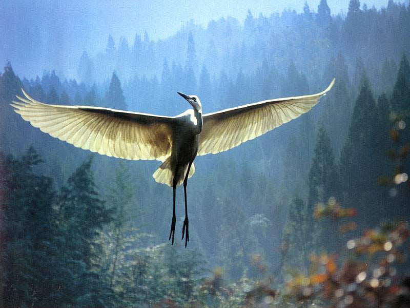 the white crane, wings out, hovering, flying, HD wallpaper