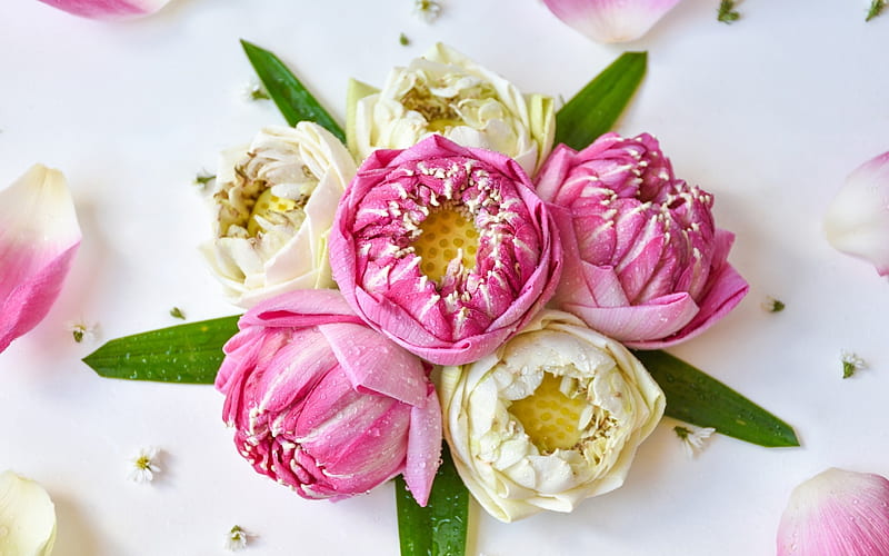 Lotus buds, lotus, bud, card, vara, green, bouquet, summer, white, pink, HD wallpaper