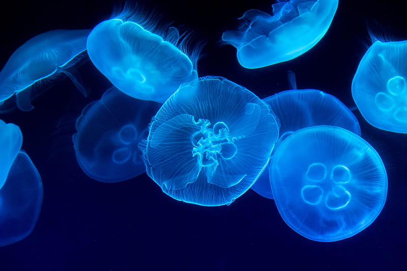 closeup graphy of swarm of jellyfish, HD wallpaper