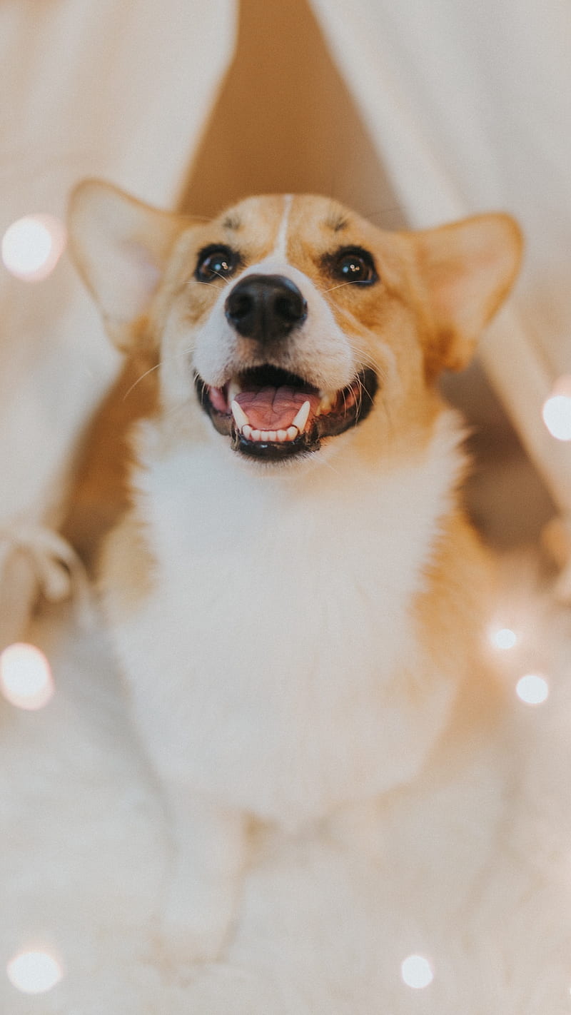 Dog Looking up , animal, cute, pet, HD phone wallpaper