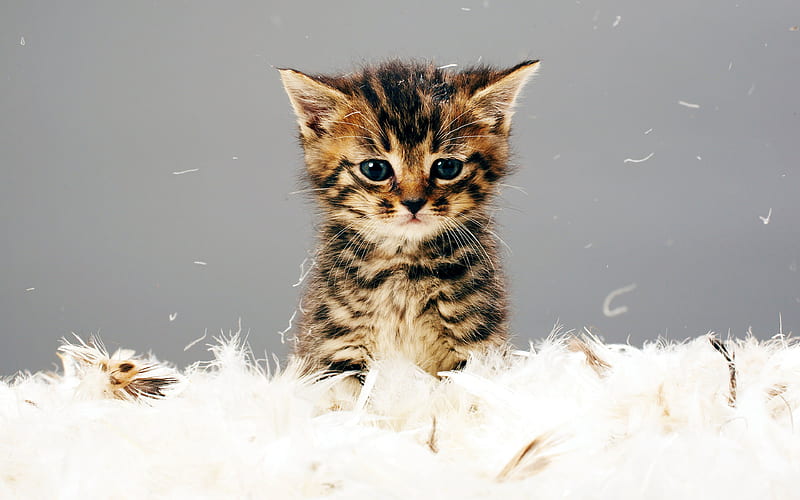 American Bobtail, little kitten cute animals, pets, cats, HD wallpaper