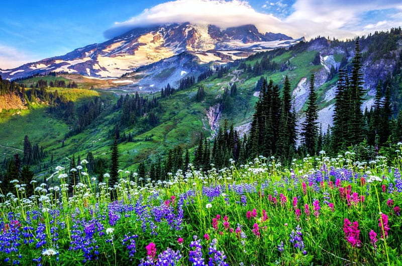 Lenticular And Wildflowers, Mt. Rainier, dawn, snowy peak, grass, wildflowers, bonito, sunrise, trees, clouds, HD wallpaper