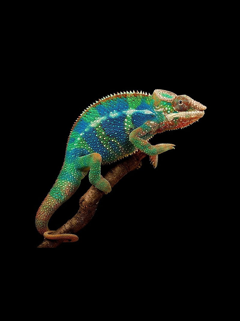 Chameleon, animal, colorful, lizard, reptile, reptilian, HD phone wallpaper