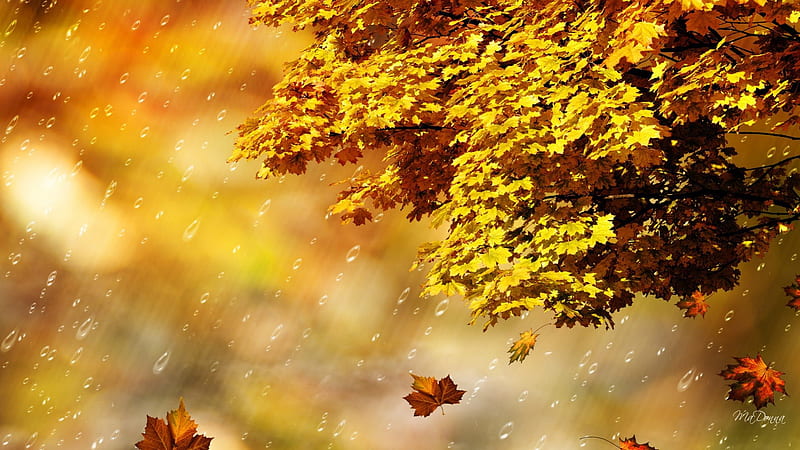 Fall Rain Shower, fall, autumn, maple, falling, wind, breeze, blur, abstract, tree, leaves, gold, shower, rain, HD wallpaper