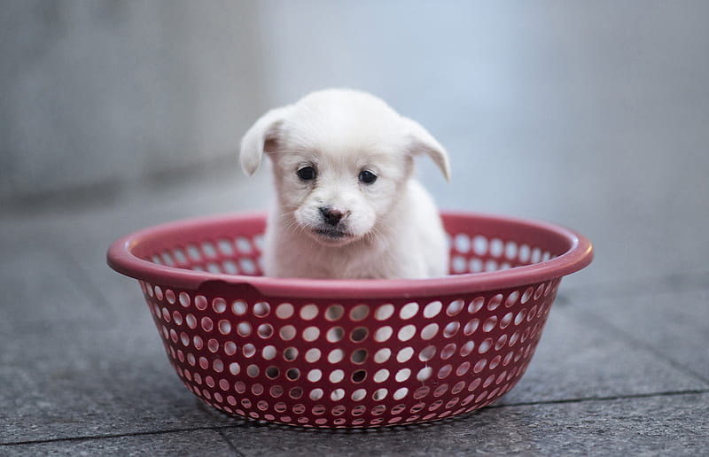 Puppy waits to be sold, Plastic strainer, Oct 28 2015, Waits to be sold, Puppy, Sits, Shanghai, HD wallpaper