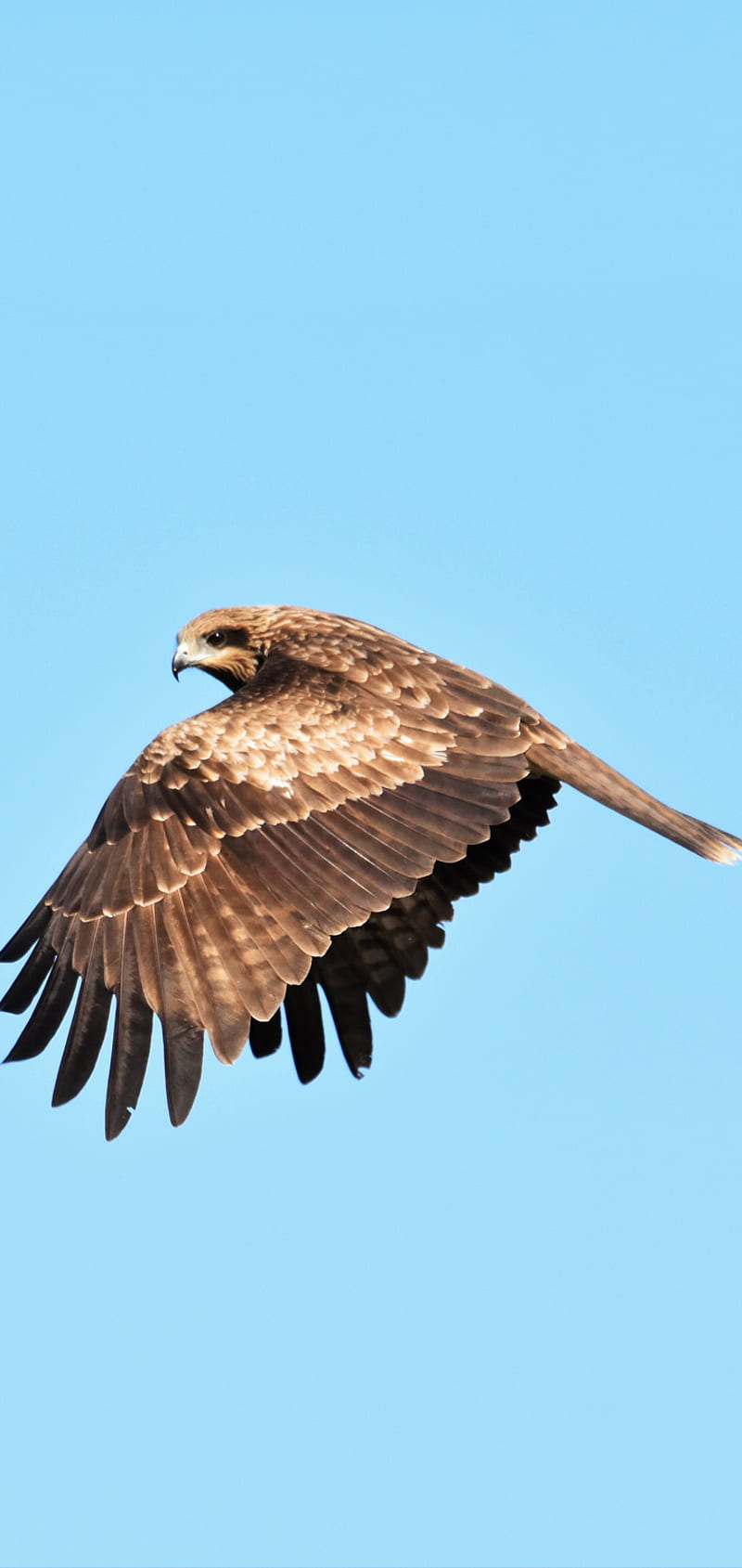 Flying Eagle, brown, falcon, hawk, HD phone wallpaper