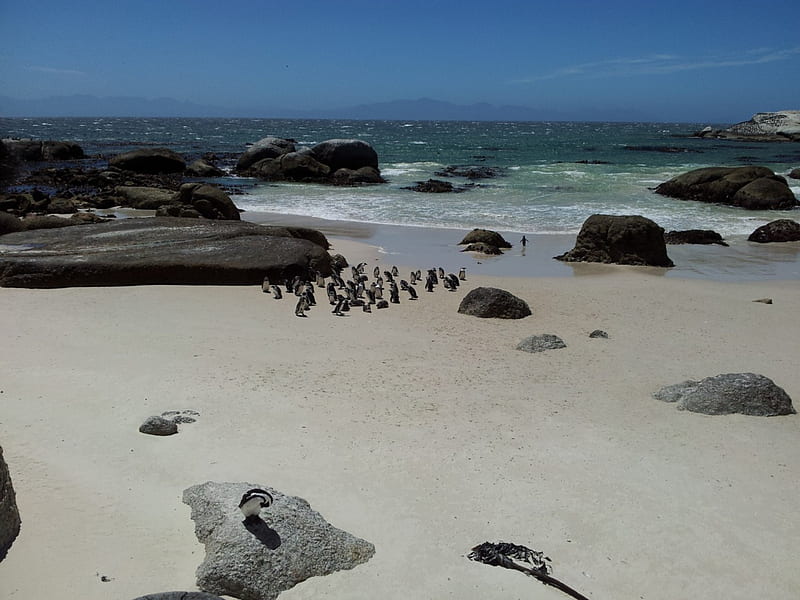 African Penguin Colony, Boulders Beach, ZA, boulders beach, simons town, penguins, south africa, HD wallpaper