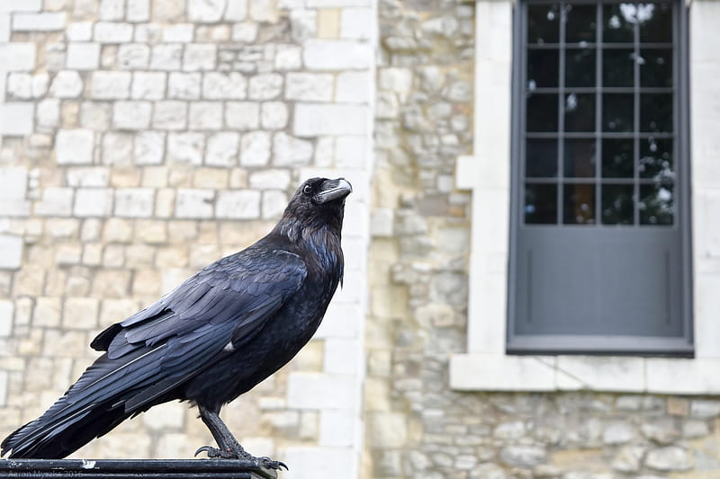 raven, bird, feathers, watching, HD wallpaper
