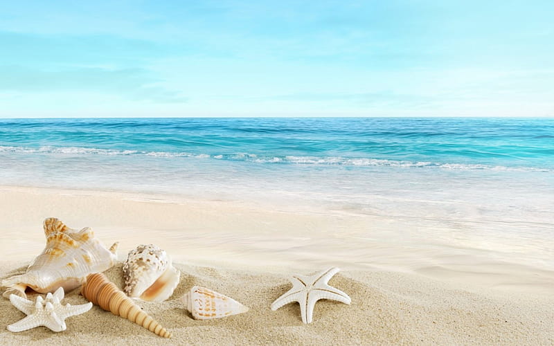 beach, sand, tropics, shells, sea, HD wallpaper