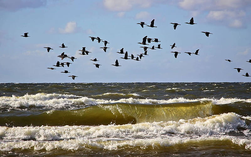 Baltic Sea in Latvia, Latvia, birds, waves, sea, HD wallpaper
