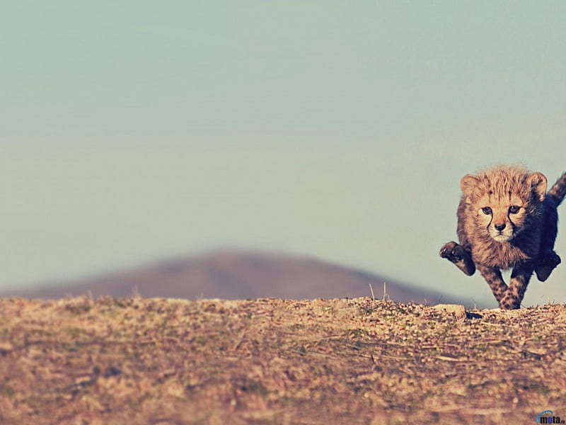A little cheetah, cheetah, run, cats, wild, HD wallpaper