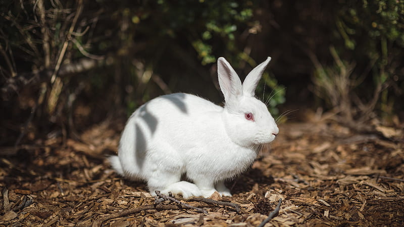 Cute White Rabbit Animals, HD wallpaper