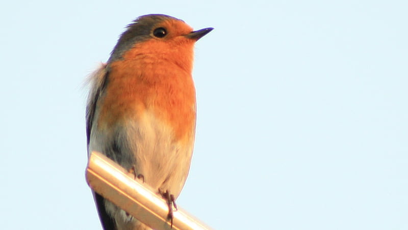 Robin surveying his territory, cute, red, robin, blue, HD wallpaper