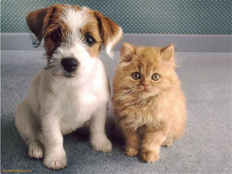 Innocent Looking Pets, puppies, innocent animals, kittens, pets, jack russel terriers, cats, dogs, HD wallpaper