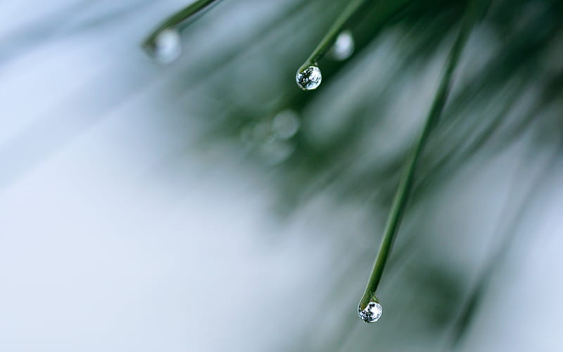 Morning Dew, tranquil, tree, raindrop, dewdrop, dew, morning, HD wallpaper