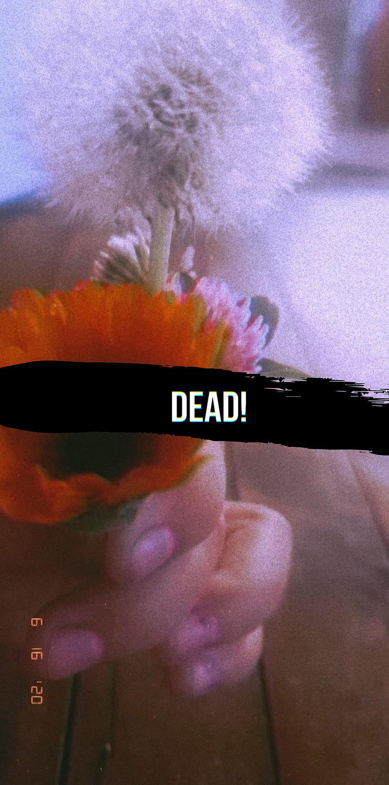 Dead, end, flower, life, no, polaroid, skull, HD phone wallpaper