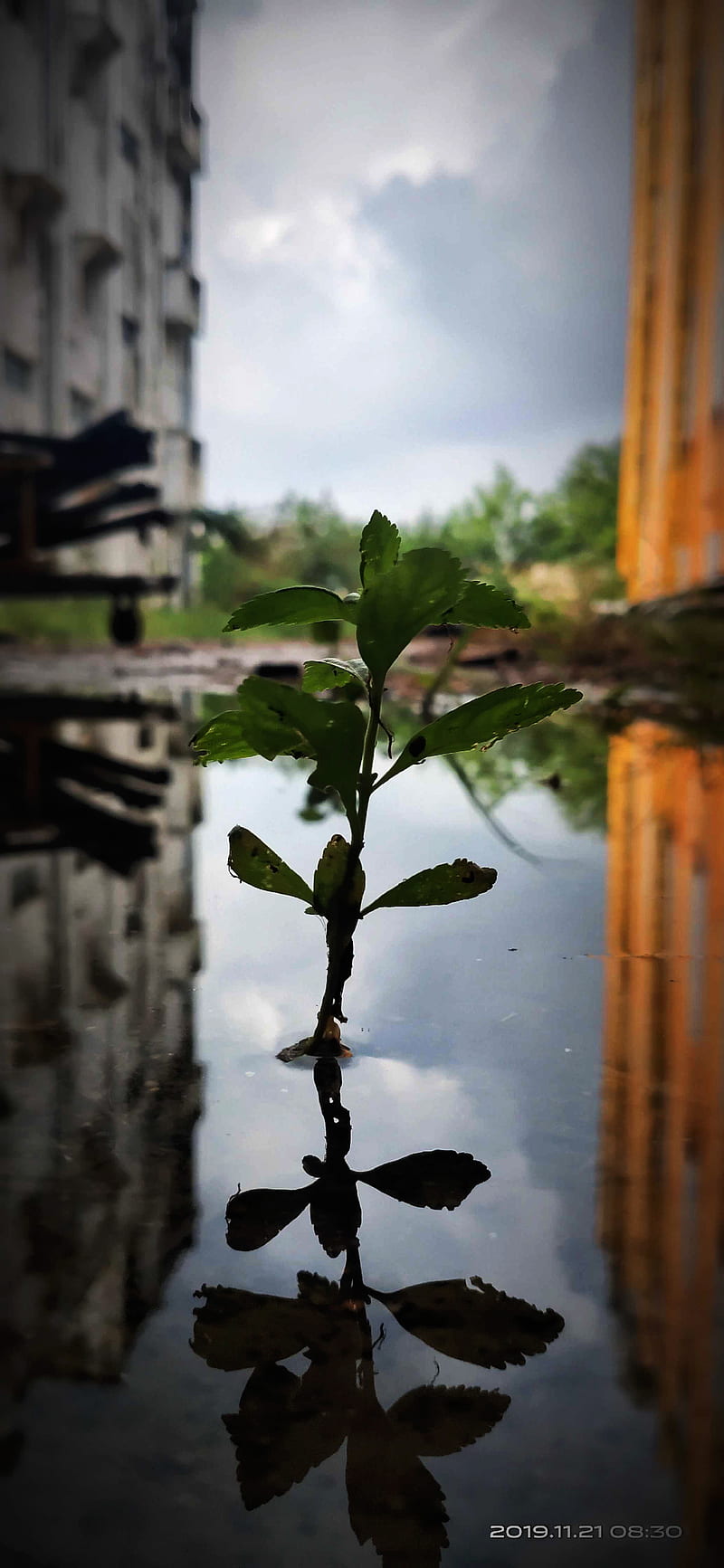 Plant in water, alone, garden, jungle, mobile capture, moody, moody look, graphy, reflection, HD phone wallpaper