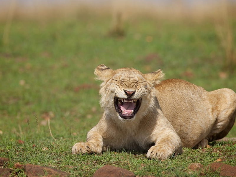 stupid lion !!, predator, female, female lion, smiling lion, femal e, big cats, lion, HD wallpaper