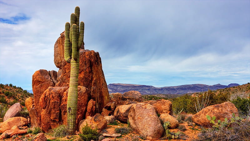 Desert Saguaro, Deserts, Rocks, Nature, Cactus, HD wallpaper