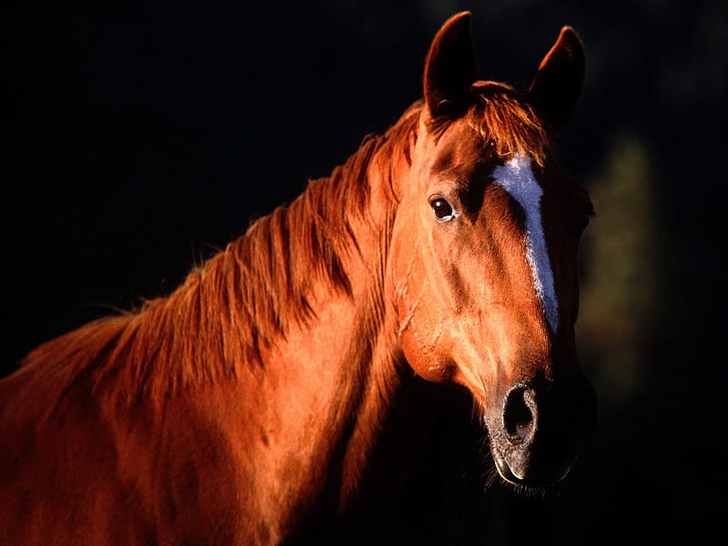 a chestnut mare, foals, mares, chestnuts, horses, HD wallpaper
