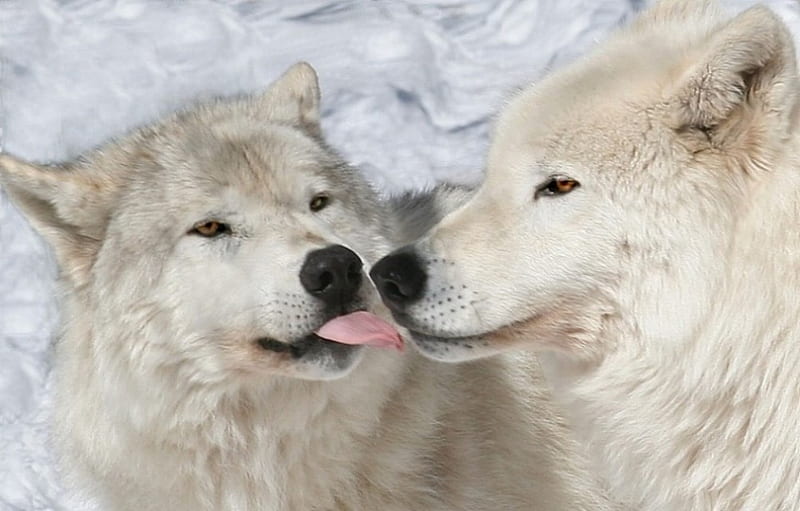 White Wolves In Love, love, wolf, white, wolves, dogs, dog, animal, HD ...
