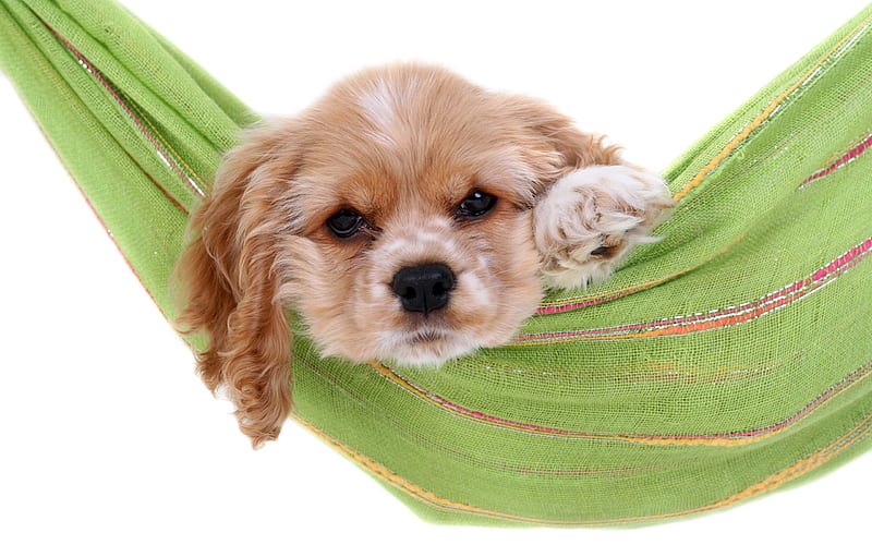 Puppy in a hammock, rest, puppy, a nimal, dog, hammock, HD wallpaper