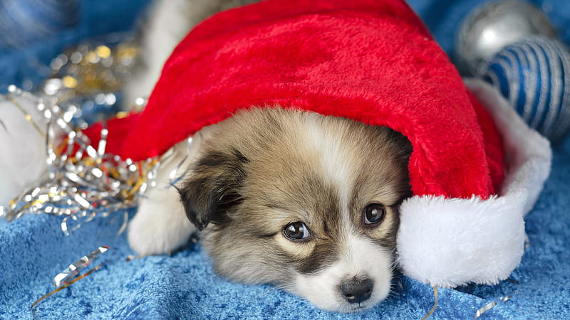 Pet Puppy With Santa Hat Animals, HD wallpaper | Peakpx