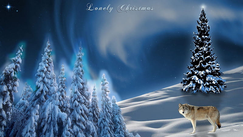 Lonely Christmas, tree, snow, grey wolf, wildlife, nature, sky, animals, lone wolf, HD wallpaper