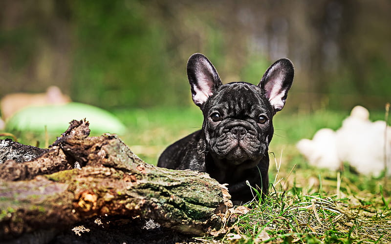 black french bulldog, bokeh, dogs, puppy, close-up, french bulldog, pets, cute animals, bulldogs, HD wallpaper