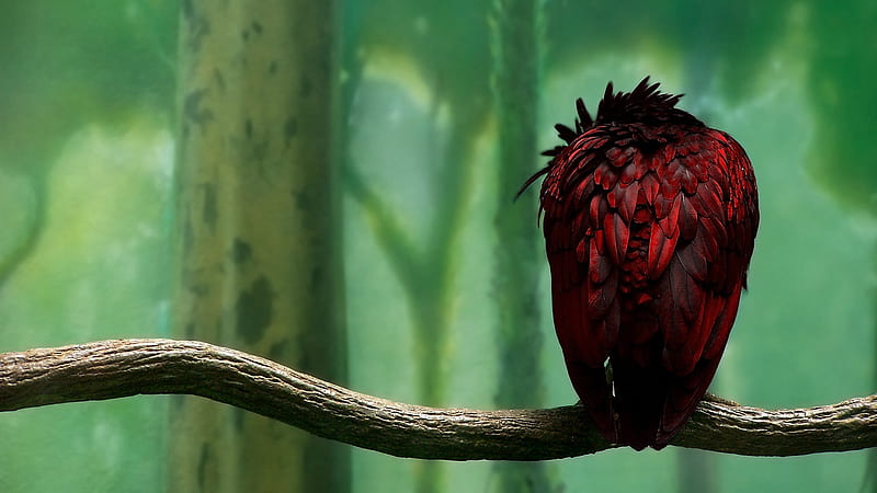 Lost My Head!, red, tree, bird, green, parrot, branch, perch, feathers, HD wallpaper