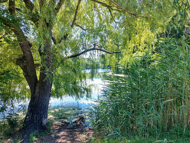 Weeping Willow, bonito, lake, nature, tree, water, HD wallpaper