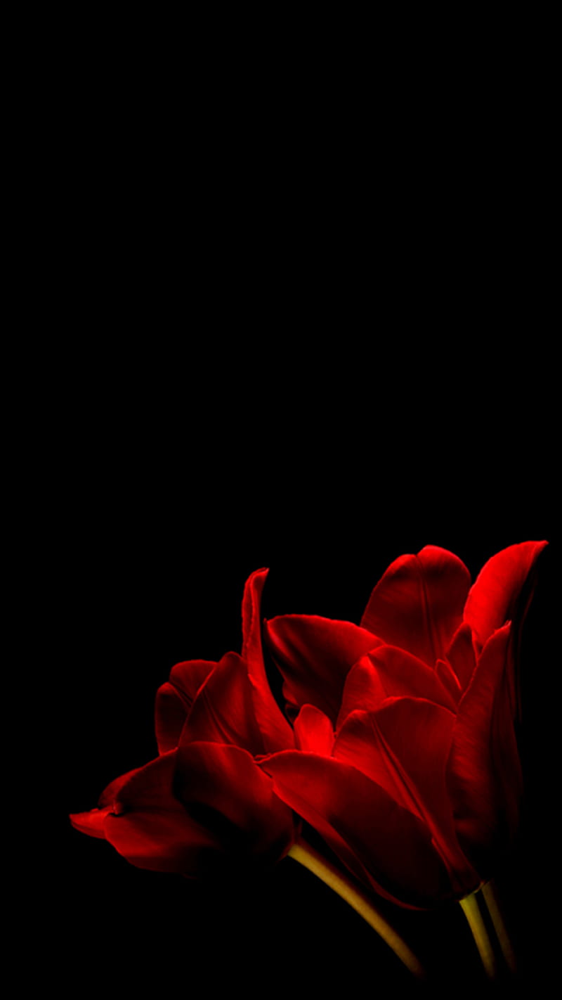 Flor de primavera roja, naturaleza, flor de primavera, Fondo de pantalla de  teléfono HD | Peakpx