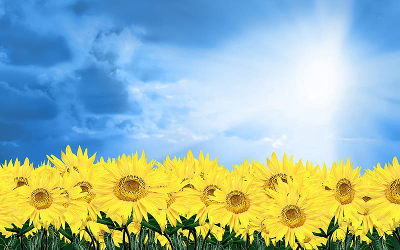 Sunshine sunflower-Summer romance Feelings, HD wallpaper