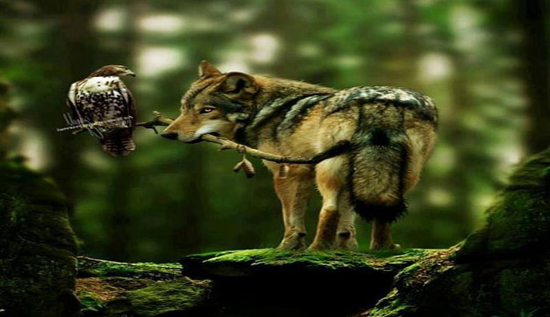 Lobo y águila, espíritus, nativo, naturaleza, lobo, águila, animales, Fondo  de pantalla HD | Peakpx