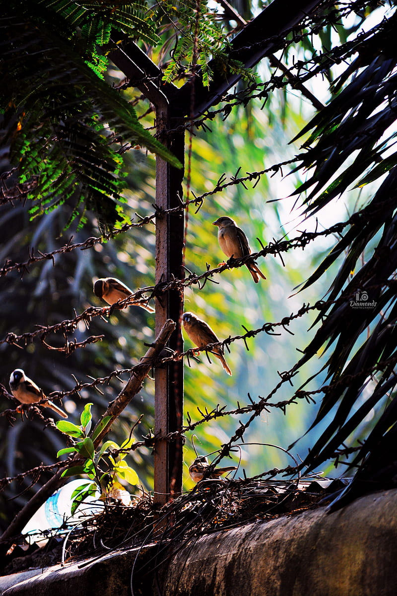 Birds, bird, black, flying birds, here, sparrow, unity, white, winter, winter is here, HD phone wallpaper
