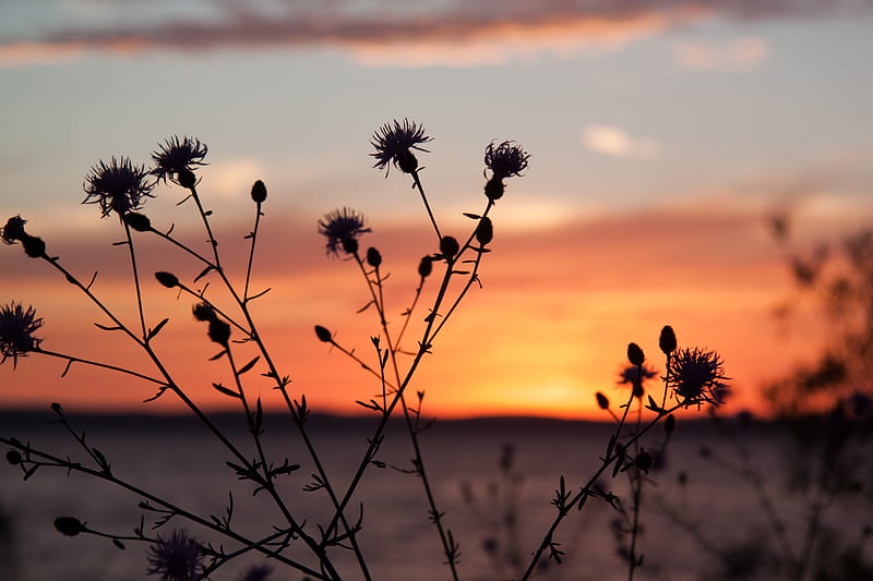 thistle, plant, field, sunset, dark, HD wallpaper